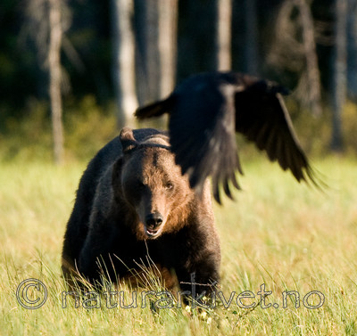 BB 10 0078 / Corvus corax / Ravn <br /> Ursus arctos / Brunbjørn